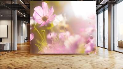 Cosmos flower in sunset Wall mural