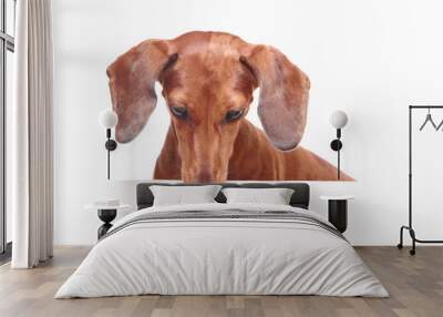 dachshund dog looking down Wall mural