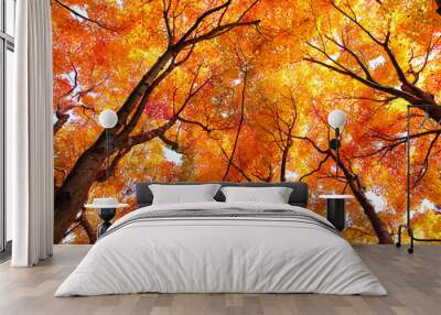 Maple tree in autumn Wall mural