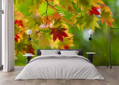 Maple tree over green background Wall mural