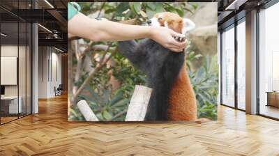 Trainer feeding red panda Wall mural