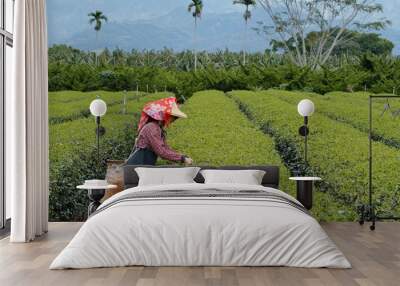 Woman pick green tea leaves in the farm Wall mural