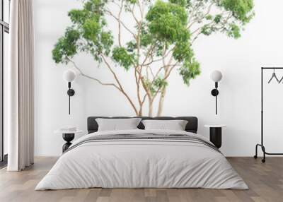 green eucalyptus tree Wall mural