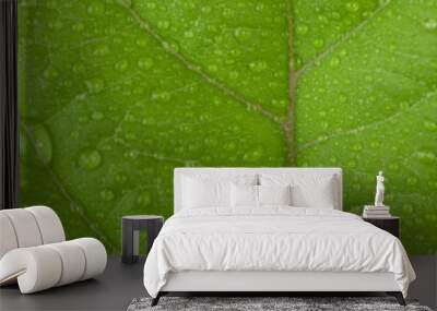 fresh guava leaf with water drops background Wall mural