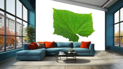 green fresh leaf of cucumber isolated Wall mural