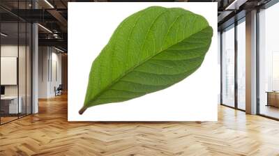 leaf of guava isolated on white background Wall mural