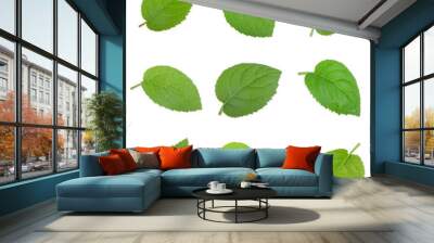 set of fresh kiwi leaves isolated on white background Wall mural