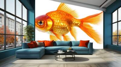 A single, bright orange goldfish with large fins is swimming against a white background. Wall mural