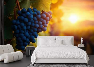 Close-up of a bunch of ripe red grapes hanging from a vine in a vineyard at sunset. Wall mural