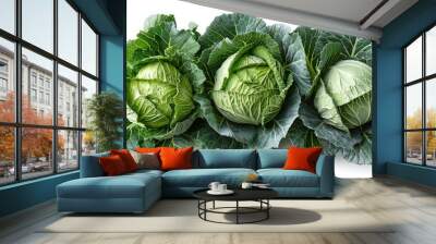 Three fresh green cabbages in a row on a white background. Wall mural