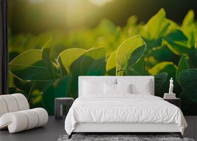 Sunlit Soybeans Leaves Wall mural