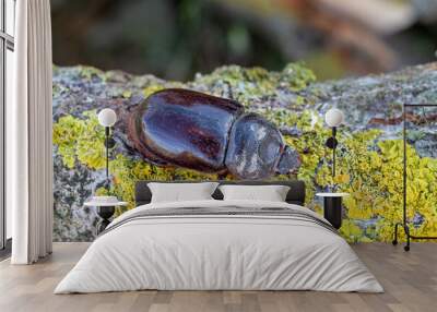 Oryctes nasicornis. European rhinoceros beetle, female, on the branch of a poplar with lichens. Wall mural