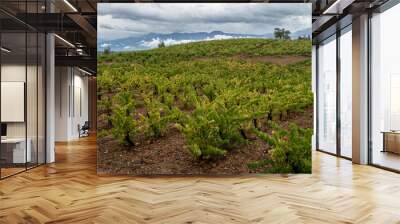 Vineyards in the region of El Bierzo, León, Spain. French Way of Saint James. Wall mural