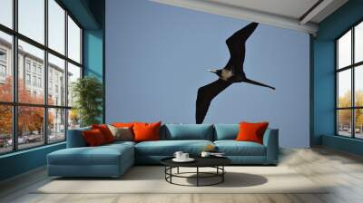 The beautiful frigatebird (Fregata magnificens) flies across the blue sky off the coast of Rio de Janeiro, Brazil. A large black seabird with a white belly and long beak and triangular-shaped wings. Wall mural