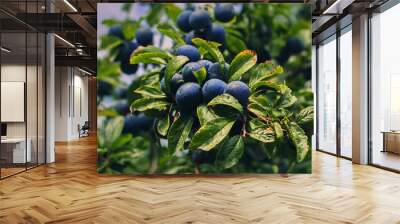 Blackthorn berries Wall mural