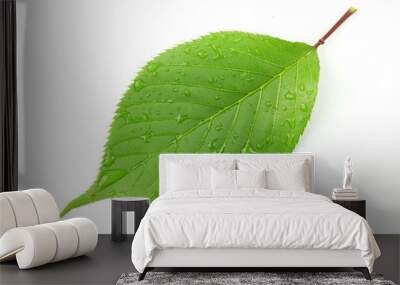 Green leaf with water droplets Wall mural