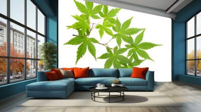 green leaves Wall mural