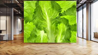 Organic lettuce Wall mural