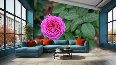 Pink blooming rose flower in bush in green summer garden Wall mural