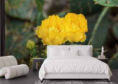 Yellow prickly pear flower in full bloom Wall mural