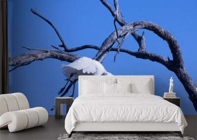 Yellow-billed spoonbill in motion #2 Wall mural