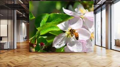 Bee on white flower in spring. Wall mural