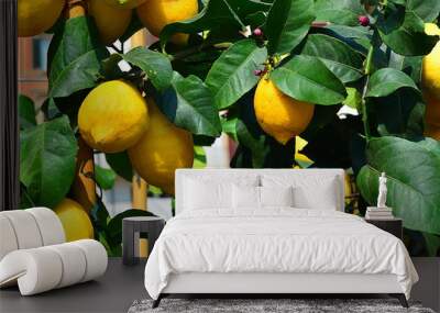 Lemon plant with ripe fruit. Wall mural