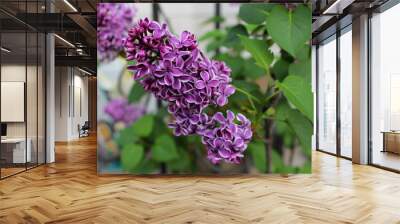 lilac flowers in the garden Wall mural