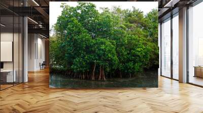 Mangrove trees along the salt water lake Wall mural