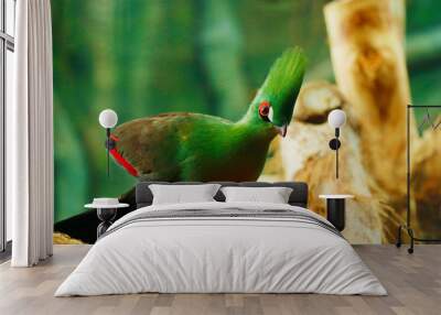 The Guinea turaco, also known as the green turaco or green lourie Wall mural