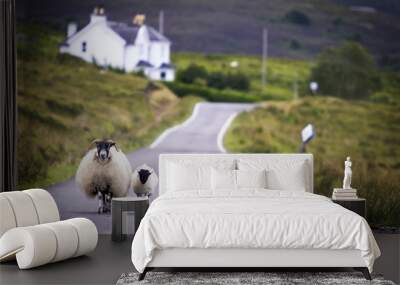 sheep walking with its lamb on road in scotland. Wall mural