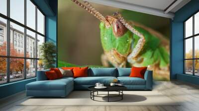 grasshopper on a leaf Wall mural