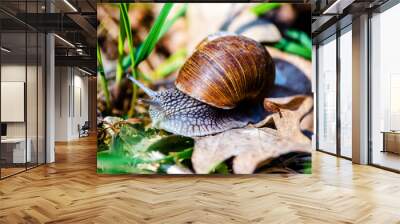 a grape snail is sitting on the grass  Wall mural