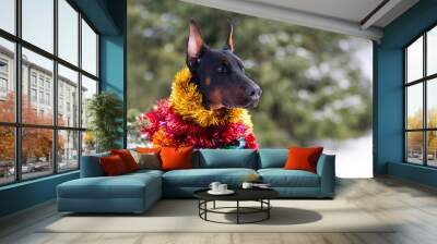 Black and tan pedigreed german doberman pincher winter holidays portrait with green Christmas tree background. Cute guard doberman with cropped ears outside with colorful new year decorations Wall mural