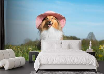 Funny portrait of sable white  shetland sheepdog with stylish straw pink summer hat. Cute little lassie, sheltie, collie sitting outdoors with blue sky background. Hot summer holidays, vacation  Wall mural