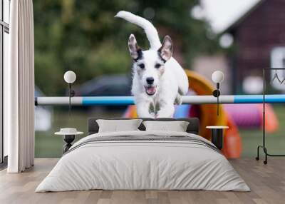 Purebred active black and white parson russel terrier running dog agility course with full attention and crazy speed.Fast working winner champion jumping finish jump on outside agility competition  Wall mural