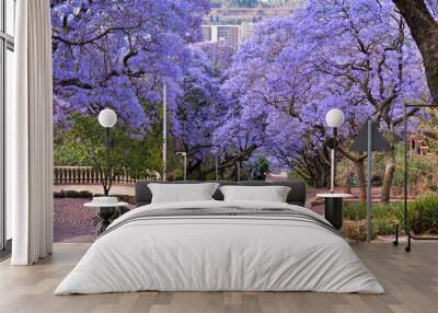 jacaranda trees Wall mural