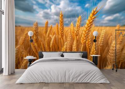 wheat field at sunset - The enlarged mature wheat is showing in golden hour Wall mural