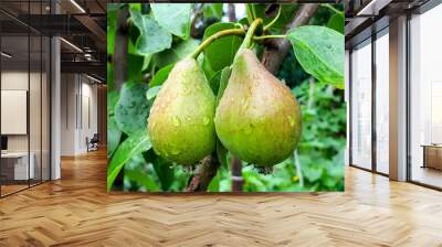 Two organic pears on a branch close-up. Fruit pears in the garden in summer. The beginning of the fruiting of a young tree Wall mural