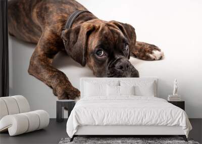 A 4 month old pedigree tan boxer dog puppy isolated on a white background Wall mural