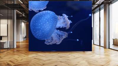 Australian White Spotted Jellyfish Ocean Deep Underwater Photograph  Wall mural