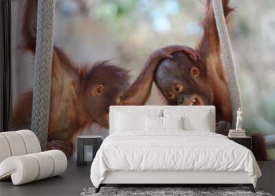 two young baby orangutan playing around with eachother / baby animals Wall mural