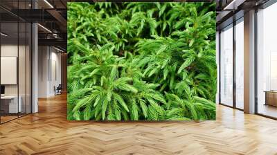 Cryptomeria japonica Koshyi is a flattened-globose to spreading dwarf selection of Japanese cedar with tidy symmetrical branching and dense, medium green, incurved foliage. Wall mural