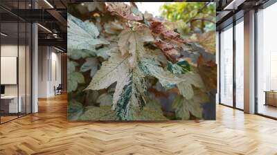 Esk Sunset Sycamore maple is a stunning tree with an amazing coloration. Wall mural