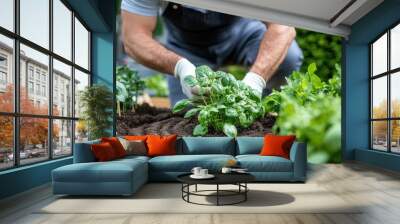 A person is planting a basil plant in a meticulously arranged garden bed, highlighting the care and attention given to gardening, depicting a peaceful and fulfilling activity. Wall mural