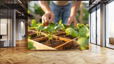 Human hands carefully attend to seedlings growing in a rustic wooden garden box, emphasizing the connection to nature and the nurturing of life through gardening. Wall mural