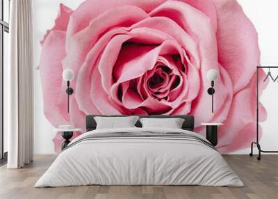 pink rose png Wall mural