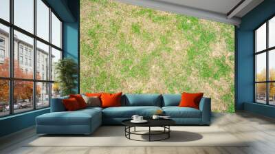 dry grass leaf change from green to dead brown in a circle lawn texture background dead dry grass. Wall mural