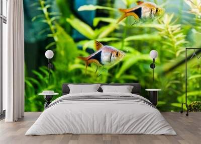 Rasbore fish swim in the freshwater aquarium with green plants Wall mural