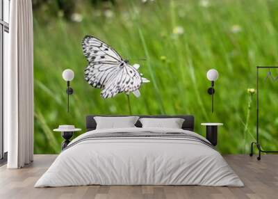 A full shot photo of a butterfly navigating through a field of tall grasses, soft focus making the background grasses appear as a soft green blur, high angle shot looking down to show the butterfly's Wall mural